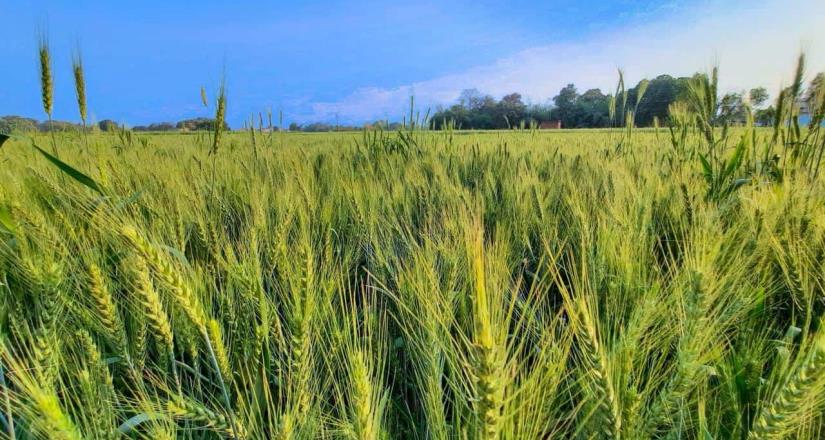 Sonora registra quiebra de agricultores por bajos precios de grano