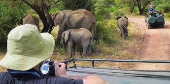 Elefantes pisotean a turista español en reserva natural de Sudáfrica