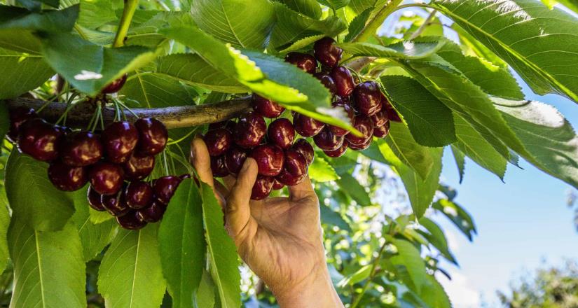 Lo que los mexicanos deben saber sobre las Cerezas de Verano