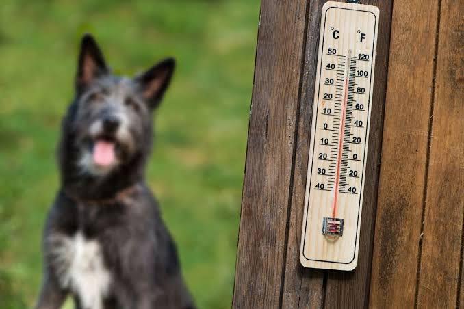 En verano Hagamos Conciencia sobre población vulnerable y mascotas