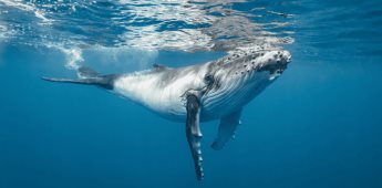 Día Mundial de las Ballenas y los Delfines