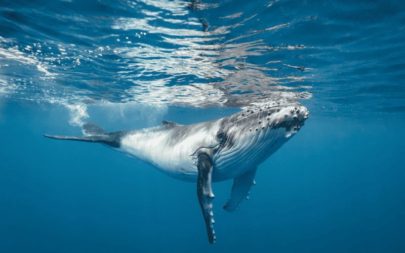 Día Mundial de las Ballenas y los Delfines