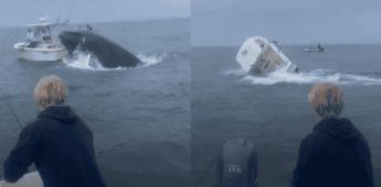 Ballena jorobada voltea un bote y lanza a tripulantes al mar en New Hampshire