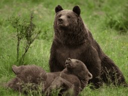 Rumanía aprueba sacrificar a casi 500 osos para evitar ataques