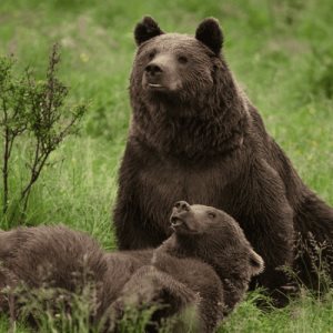 Rumanía aprueba sacrificar a casi 500 osos para evitar ataques