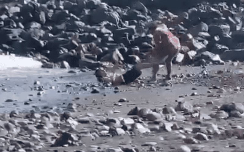 Turista ataca a palazos a ladrón en una playa de Tenerife