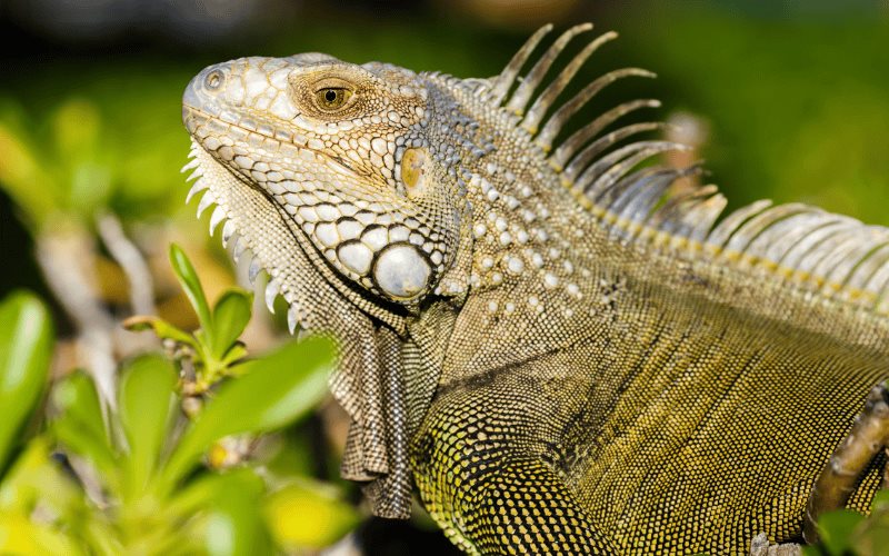 Día mundial del lagarto: ¿Por qué se celebra el 14 de agosto?