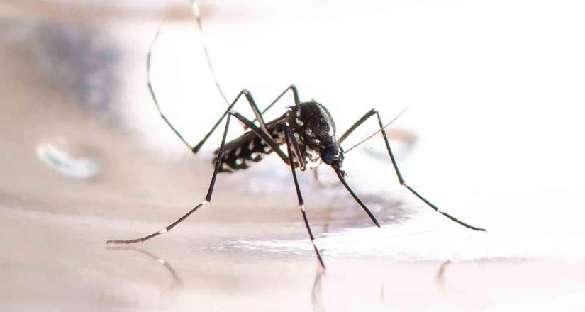 Dengue: amenaza estacional o solo un reflejo del cambio climático