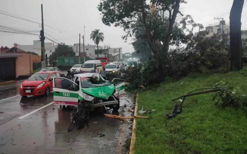 Cae árbol sobre taxi en Xalapa, Veracruz; hay 2 lesionados