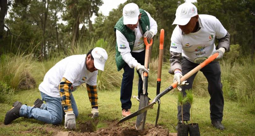 Reforestan más de 3,500 árboles y plantas ornamentales en la cuarta y quinta jornada de voluntariado de 2024, en Puebla y Mérida