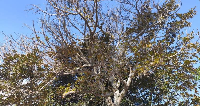 Hará Gobierno Municipal poda mínima a "árbol de hule" en Parque Revolución