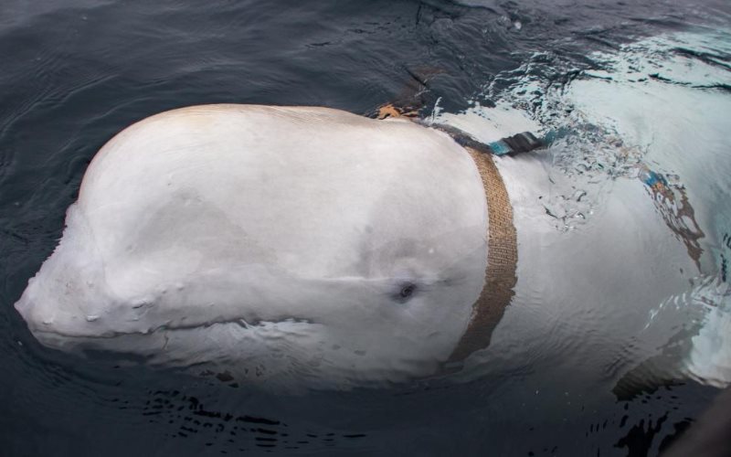 Hallan muerta a Hvaldimir, la ballena espía rusa 