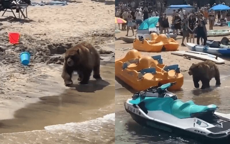 Oso pasea entre bañistas en playa de California