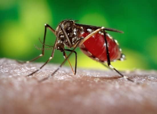 Se disparan casos de dengue y Oropouche en Cuba, reconoce el régimen