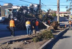 Continuarán los vientos de Santa Ana en Tijuana